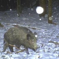 Wildschwein